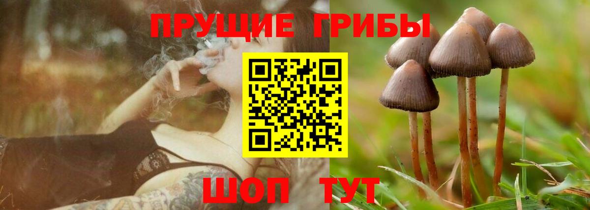 Псилоцибиновые грибы Psilocybine cubensis Зерноград